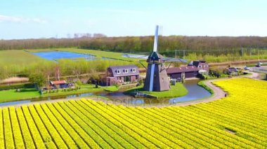 Geleneksel bir yel değirmeni ve çiçek açması Lale alanlardan de Hollanda Hava
