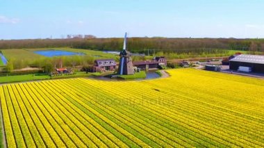 Geleneksel bir yel değirmeni ve çiçek açması Lale alanlardan Hollanda Hava