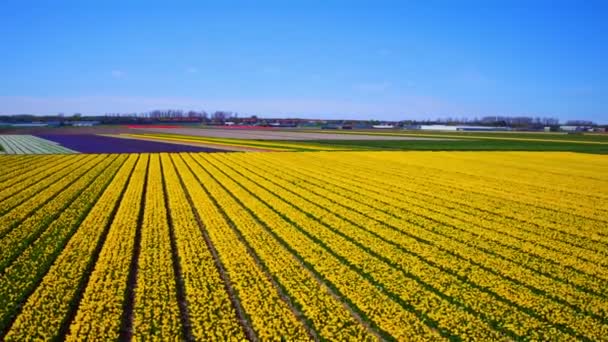 Antena z kwitnących pól tulipanowych na wsi z Holandii — Wideo stockowe