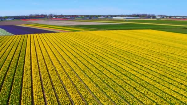 Antena z kwitnących pól tulipanowych na wsi z Holandii — Wideo stockowe