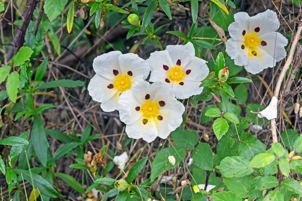 Gum rockrose - Cistus ladanifer - in the heath fields of Alentej — Stock Photo, Image