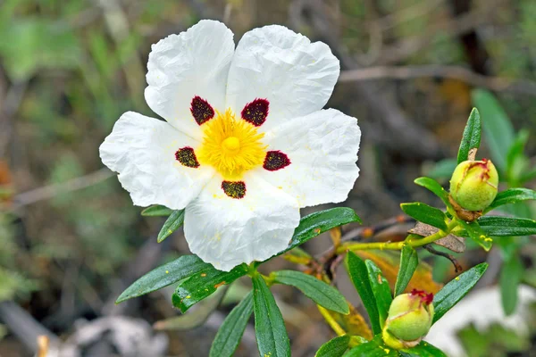 Gum rockrose - Cistus ladanifer - in the heath fields of Alentej — Stock Photo, Image