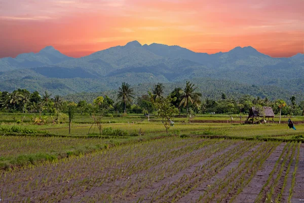 Rizières sur Lombok en Indonésie au coucher du soleil — Photo
