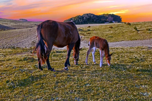 Foal with a mare on a summer pasture at sunset — Stock Photo, Image