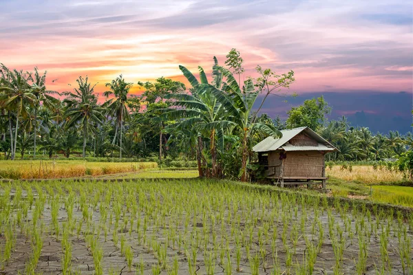 Campos de arroz em Lombok, na Indonésia, ao pôr do sol — Fotografia de Stock