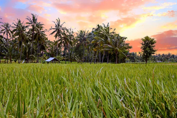 Rizières sur Lombok en Indonésie au coucher du soleil — Photo