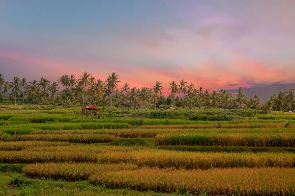 Reisfelder auf Lombok in Indonesien bei Sonnenuntergang — Stockfoto
