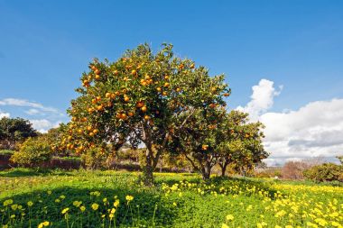 Orange orchard in spring in Portugal clipart
