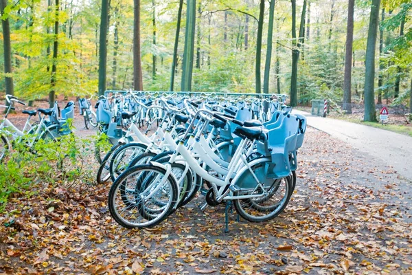 Biciclette nella foresta al Parco Nazionale dell'Hoge Veluwe nel N — Foto Stock