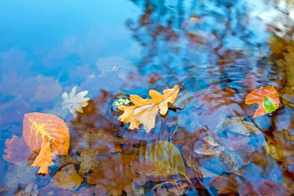 Autumn leaves in a pond — Stock Photo, Image