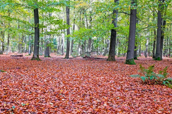 Automne dans les bois des Pays-Bas — Photo