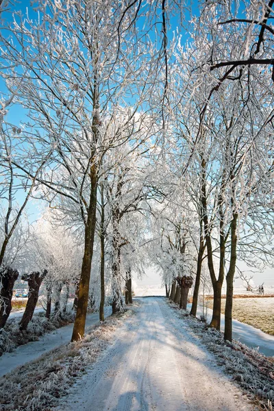 Зимние пейзажи в сельской местности из Нидерландов — стоковое фото