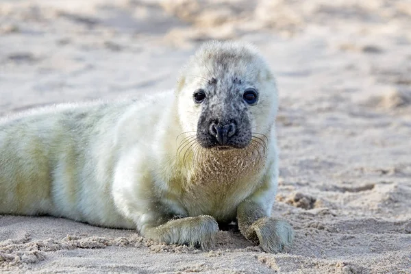 Детеныш серого тюленя (grypus halichoerus) отдыхает на пляже — стоковое фото