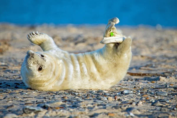회색 물개 (grypus halichoerus)는 해변에서 휴식 하는 아기 — 스톡 사진