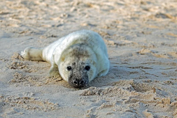 赤ちゃんのハイイロアザラシ (grypus halichoerus) は、ビーチでリラックス — ストック写真