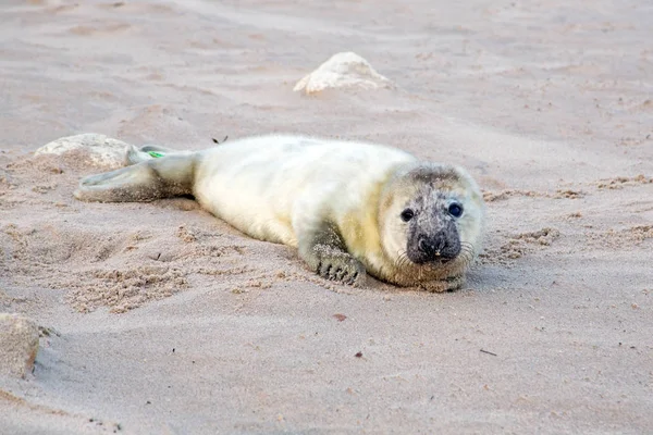 赤ちゃんのハイイロアザラシ (grypus halichoerus) は、ビーチでリラックス — ストック写真