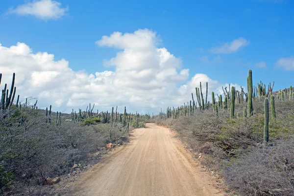 Dirt road in the countryside from Aruba island in the Caribbean — Stock Photo, Image