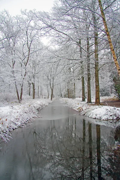 Зимние пейзажи в лесу в Нидерландах — стоковое фото