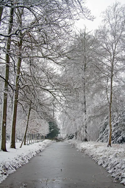 Paysages hivernaux dans la forêt aux Pays-Bas — Photo