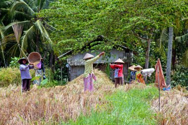 Lombok, Endonezya - 30 Aralık 2016: işçilerin RI çalışma