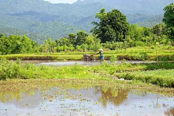 Werken in de rijstvelden in Bali Indonesië — Stockfoto