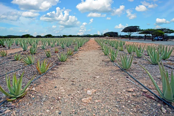 Plantage d'aloe vera sur l'île d'Aruba dans les Caraïbes — Photo