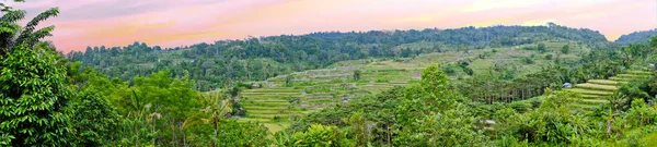 Panorama de un paisaje en Bali Indonesia con campos de arroz en — Foto de Stock