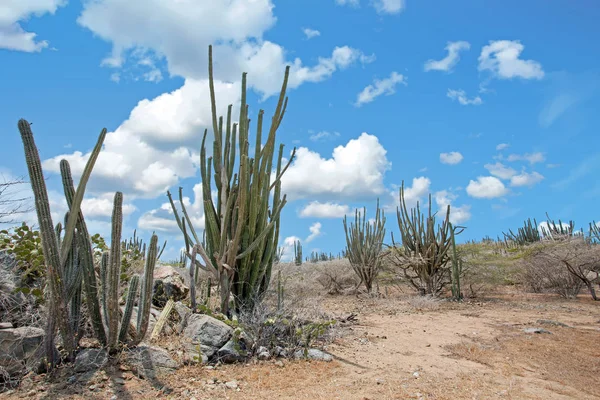 Paisaje con árboles de cactus en la isla Aruba en el Caribe — Foto de Stock