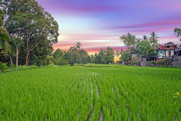 Les rizières de Bali en Indonésie au coucher du soleil — Photo