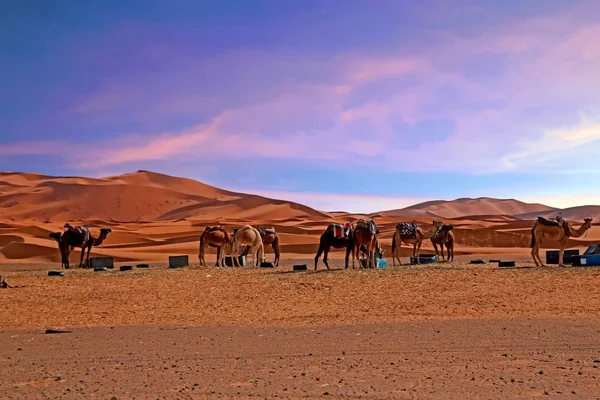 Camelos no deserto do Saara de Marrocos África — Fotografia de Stock