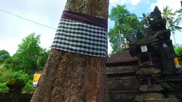 Banyan Tree Bali Indonézia — Stock videók
