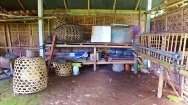 Java Endonezya bir çiftlikte kendi mağaralarda tavuk