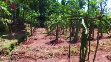 Kahve plantage kahve bitkiler üzerinde Java Endonezya ile