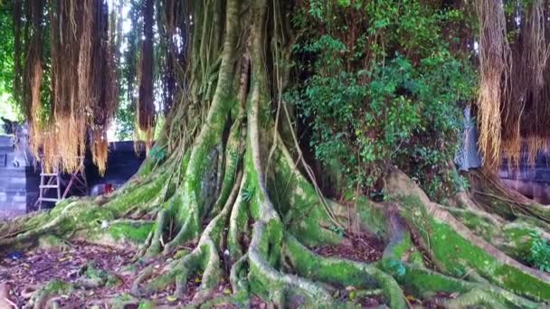 Albero Banyan Nella Foresta Pluviale Java Indonesia — Video Stock