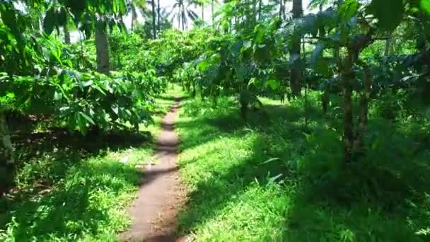 Koffie Plantage Java Indonesië — Stockvideo