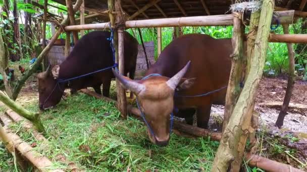 Gård Java Indonesien — Stockvideo