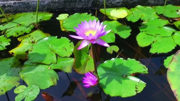 Λουλούδι Λωτού Μια Λιμνούλα Στο Μπαλί Ινδονησία — Αρχείο Βίντεο