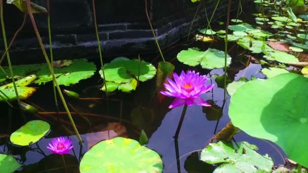 Lotus Flower Pond Bali Indonesia — Stock Video