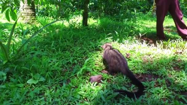 Civet Cat Java Indonésia — Vídeo de Stock