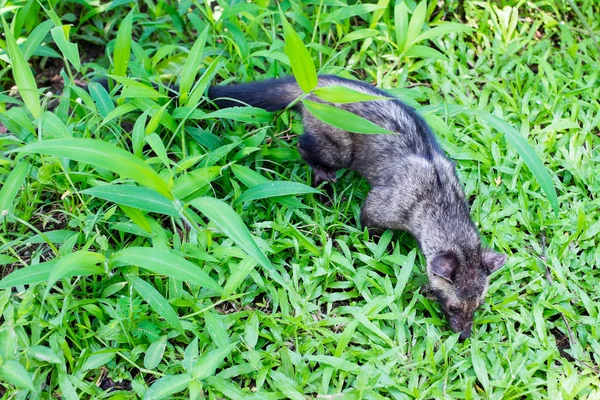 Civet cat searching for food in Bali Indonesia — Stock Photo, Image