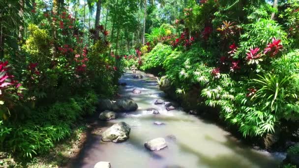 インドネシア ジャワ島の熱帯の自然 — ストック動画
