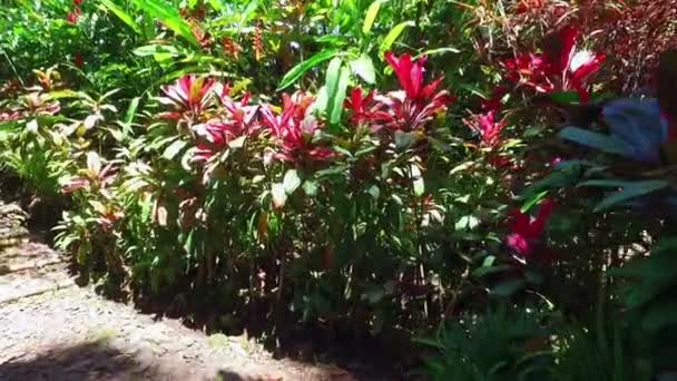 Nature Tropicale Sur Java Indonésie — Video