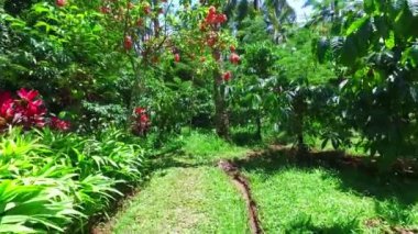 Tropikal doğa üzerinde Java Endonezya