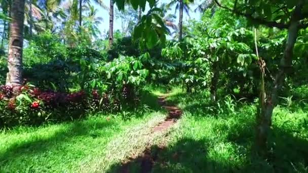 Jardin Tropical Sur Java Indonésie — Video