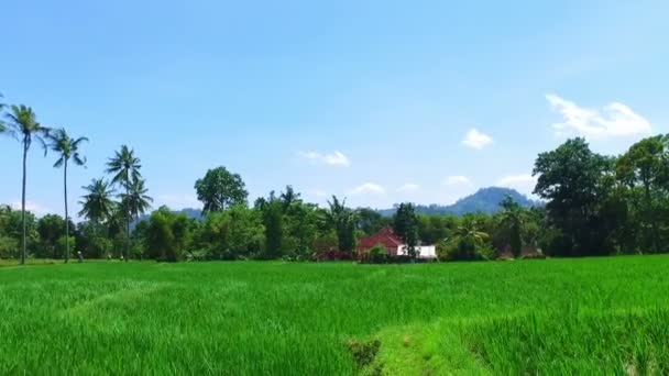 Rice Fields Java Indonesia — Stock Video