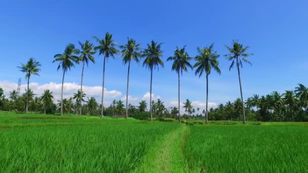 Reisfelder Auf Java Indonesien — Stockvideo