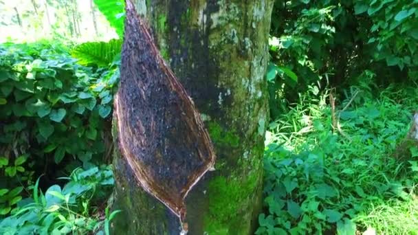 Récupération de l'huile de coco de l'arbre sur Java Indonésie 