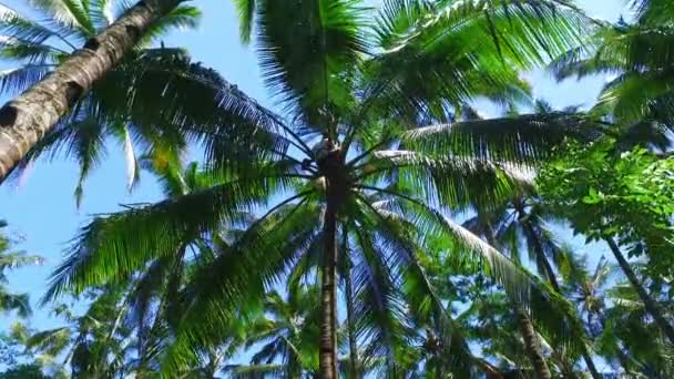 Kokosöl Aus Dem Baum Auf Java Indonesien Holen — Stockvideo