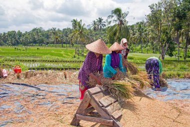 LOMBOK, INDONESIA - DECEMBER 30, 2016: Women workers harvesting  clipart