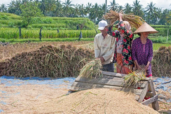 LOMBOK, INDONÉSIA - DEZEMBRO 30, 2016: Trabalhadores da colheita de arroz i — Fotografia de Stock